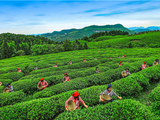 中国·武隆首届玩茶荟活动将于8月上旬在仙女山启幕