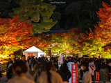 在色彩最浓烈的季节，遇见最美的京都 | 京都 奈良 有马温泉 神户 大阪7日游【完结】