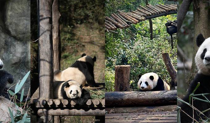 【走，看大熊猫去！】四川四大熊猫园之旅