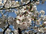 樱花季，以佐贺为名，开启一场慢节奏放松游