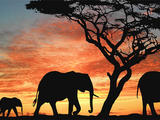 【爱在斯里兰卡】雅拉Safari野生动物朝圣之旅