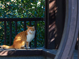 晒晒太阳撸撸猫，才是这个冬日最惬意的时光
