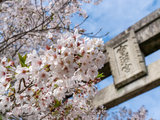 【重回世界】绚烂樱花下的九州纪行（福冈、北九州、下关、别府、熊本、鹿儿岛）更新中
