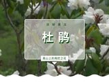 探秘黄龙 | 杜鹃：高山上的绚烂之花