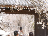 2024年3月，京都“寻樱记”