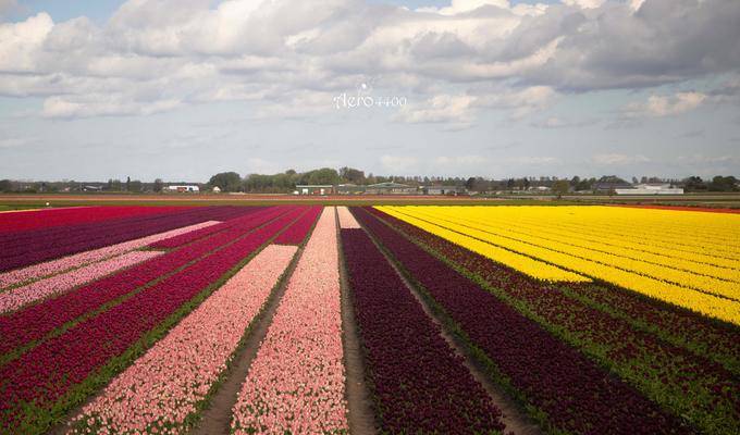 【AERO4400】一个人的精彩，荷兰十二日深度游，郁金香节、羊角村、风车镇、鹿特丹、代夫特、海牙、高费吕韦国家公园
