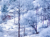 ?被美醒！越西的初雪，就这么水灵灵的下啦！