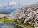 2025年日本樱花季：东京+河口湖+山中湖+龙岩渊樱花攻略