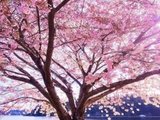 想知道西雅图去哪里看樱花吗？