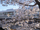 【十年十次日本行】京阪奈清明五日满开樱花之旅