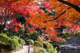 一年四探濑户内海地区之广岛红叶篇。广岛/冈山/山口/吴/神户。