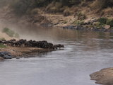 2013肯尼亚safari,见证角马过马拉河