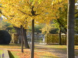 秋季莱茵河金色葡萄园