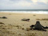 墨西哥游记：放生小海龟 20年后再见！