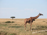 动物的世界——肯尼亚