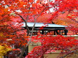 2013秋京都－奈良－大阪赏枫之旅
