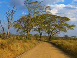 东非攻略·--长篇游记连载 第十一章：美丽的金合欢树