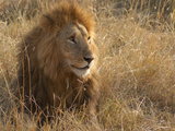 坦桑尼亚safari游猎之旅－东非旅游之坦桑尼亚之旅－攻略