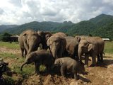 如何参观Elephant Nature Park和当一名志愿者