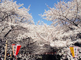 2012清明 与日本樱花有个约会（和服变身、大阪－京都－箱根－东京 游艇 ）