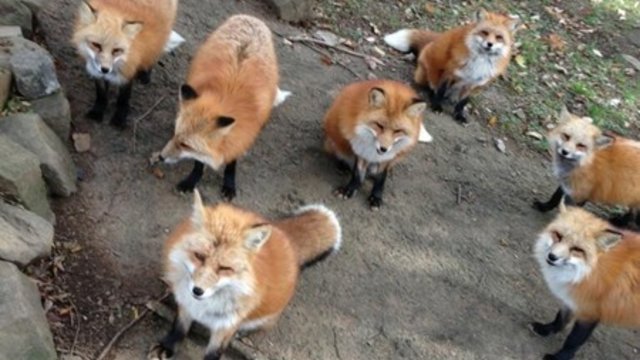 宫城藏王狐狸村景点观光攻略 宫城藏王狐狸村地址 宫城藏王狐狸村门票查询预订 穷游网移动版