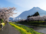 【手把手教你日本赏樱】樱花季节到来 让我们相会在樱花烂漫中吧