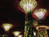 【降价转让】新加坡滨海湾花园双馆温室门票x2有效期14年5月26日