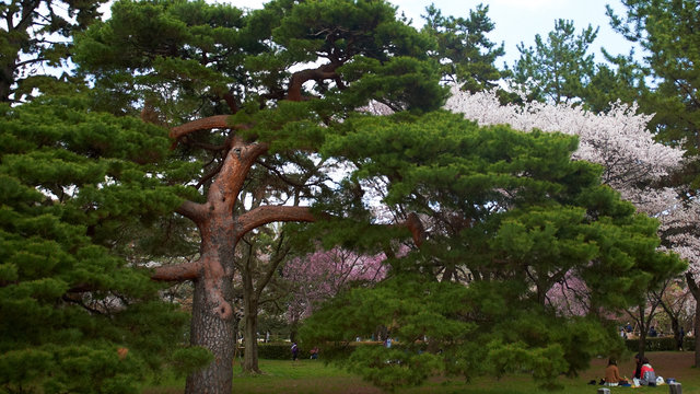 微锦囊 古都寻梅影 穷游网 移动版