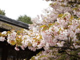 与樱花擦肩而过的旅程——和LG的京阪奈+东京镰仓10日行（3月2日更新至京都）