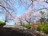 樱花季，我们从日本路过（详尽私房收藏网址分享，关西+东京的吃货行走）