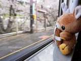【食物篇更新完畢】我们真的是去看樱花の...——2014年3月走京都-奈良-大阪
