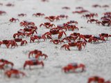 守卫生命的红潮--圣诞岛4000万红蟹大迁徙记实