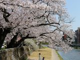 樱花季－在日本北陆穿行