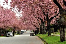 温哥华赏樱攻略