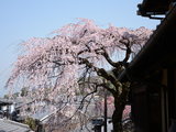四月物语——樱花季访关西，令人心醉的阪奈京，大量美图奉上，已完结