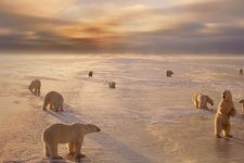 探访北极熊之都加拿大曼尼托巴省丘吉尔市