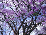 【十一去哪儿】南非紫薇花开的季节