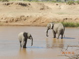 2014年6月13日-7月5日 肯尼亚狂野非洲之旅-小象过河记