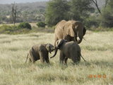 2014年6月13日-7月5日 肯尼亚狂野非洲之旅-小象打闹