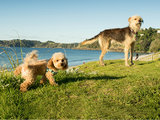 带着狗狗去旅行 - 新西兰激流岛1日游记