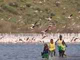 2014年6月13日-7月5日 肯尼亚之旅-博戈里亚湖&那库鲁湖