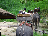 2014泰国清迈亲子游——大象营、丛林飞跃