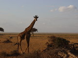 带儿子看世界--到肯尼亚看野生动物