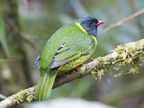 三下南美：哥伦比亚观鸟30天