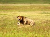 非典型之理科生游记－坦桑尼亚safari+桑给巴尔岛（实用信息＋美图）
