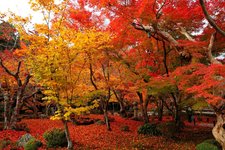 温哥华枫情－大温地区赏枫指南