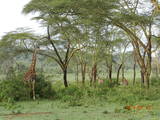 2014年6月13日-7月5日 肯尼亚狂野非洲之旅-行程