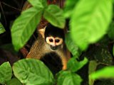 【罗德视界】走进动物王国——秘鲁亚马逊雨林七天行摄记