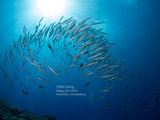 [Andie] Palau 潜水照片分享 [P3, P4更新，完！]