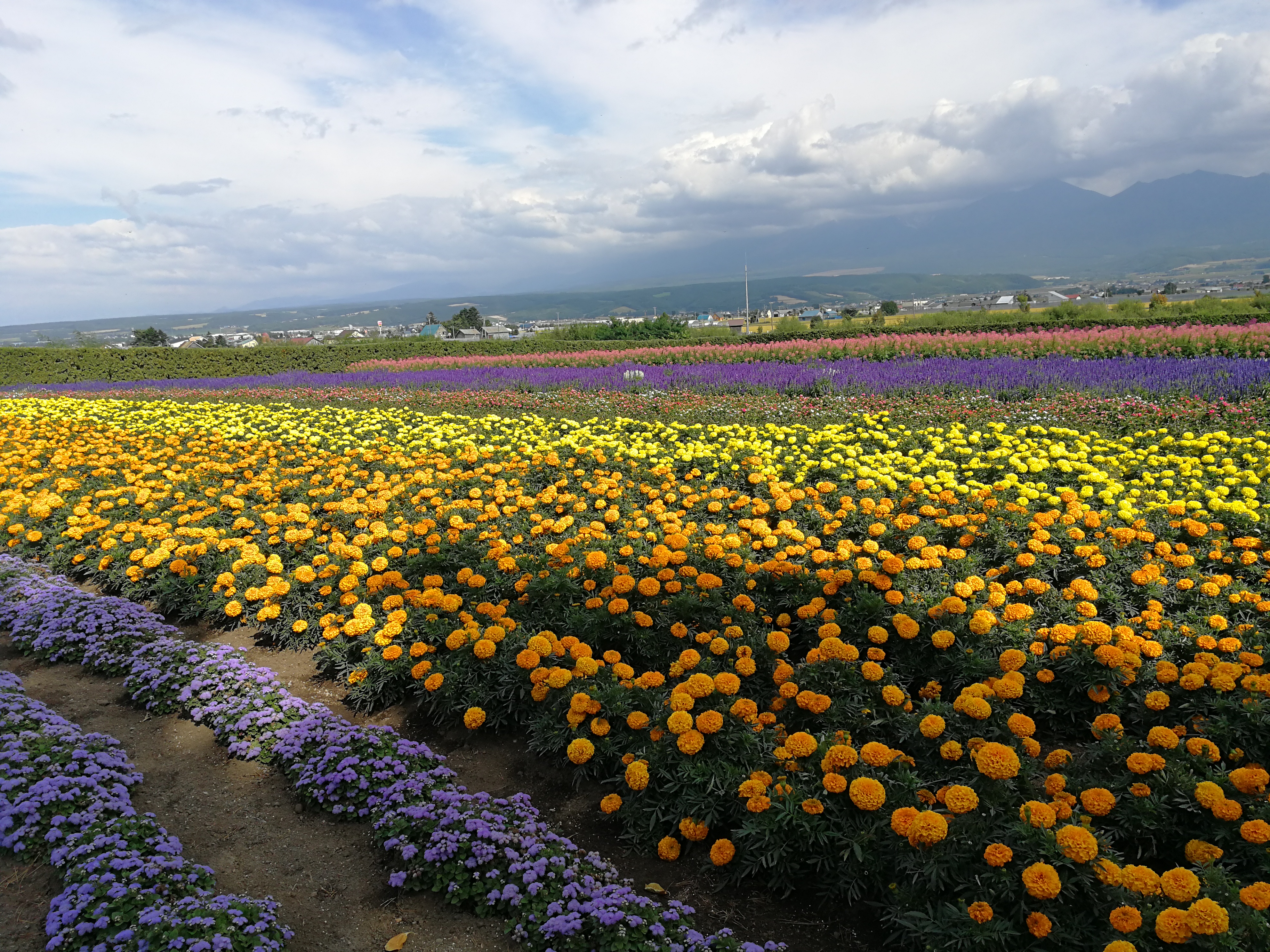 8月底开学前去北海道 富良野地区花开得怎么样 安排一天还是两天好 穷游问答